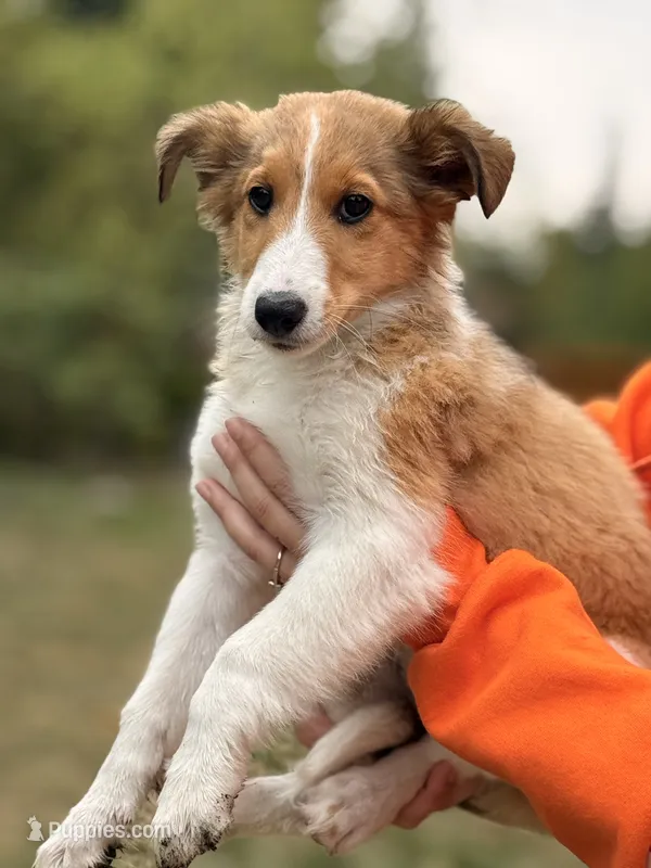 Jackie – Shetland Sheepdog puppy for sale in Maple Falls, WA