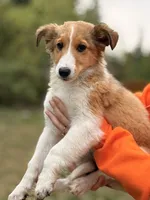 Jackie, a female Shetland Sheepdog for sale in Maple Falls, WA – 1 of 4