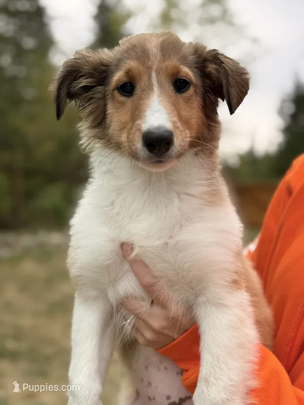 Malley  – Shetland Sheepdog puppy for sale in Maple Falls, WA