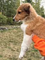 Mack, a male Shetland Sheepdog for sale in Maple Falls, WA – 1 of 5