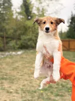 Mack, a male Shetland Sheepdog for sale in Maple Falls, WA – 2 of 5
