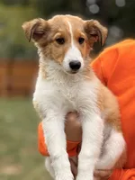 Jackie, a female Shetland Sheepdog for sale in Maple Falls, WA – 4 of 4