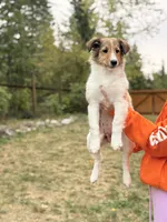 Malley , a female Shetland Sheepdog for sale in Maple Falls, WA – 2 of 3