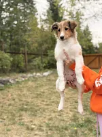 Malley , a female Shetland Sheepdog for sale in Maple Falls, WA – 3 of 3
