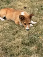 Mack, a male Shetland Sheepdog for sale in Maple Falls, WA – 5 of 5