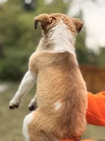 Jackie, a female Shetland Sheepdog for sale in Maple Falls, WA – 2 of 4
