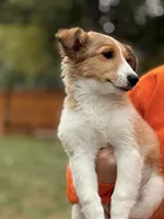 Jackie, a female Shetland Sheepdog for sale in Maple Falls, WA – 3 of 4