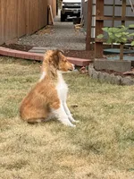 Mack, a male Shetland Sheepdog for sale in Maple Falls, WA – 4 of 5