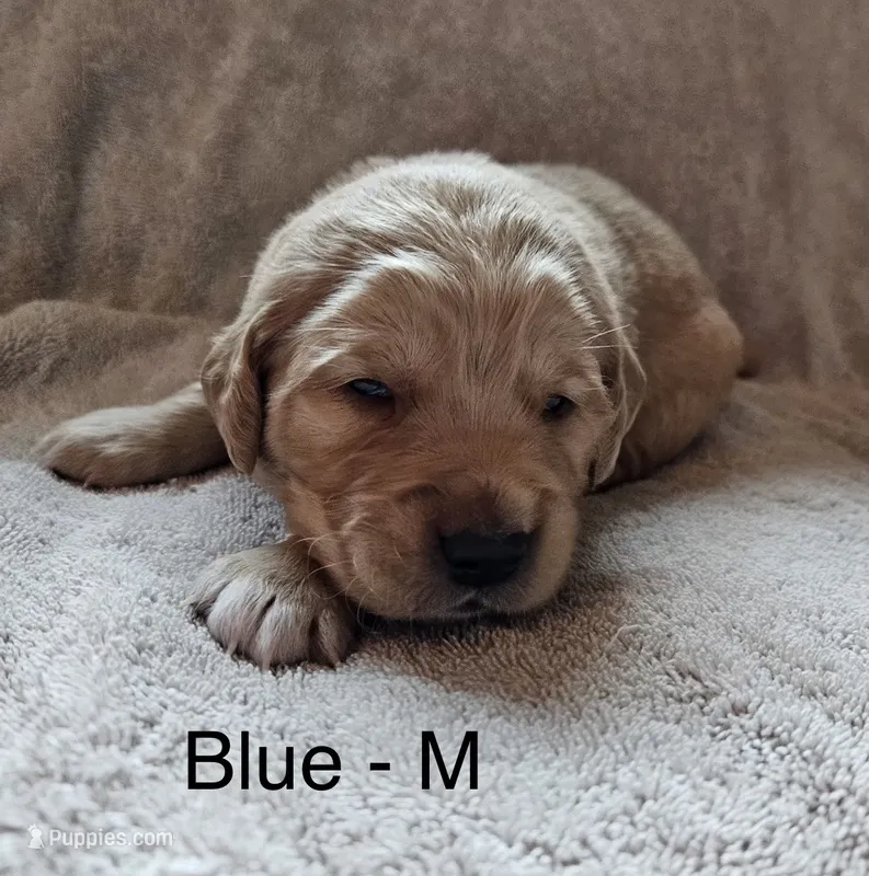 Blue - Male – Golden Retriever puppy for sale in Savage, MN