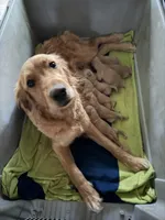 Green - Female, a female Golden Retriever for sale in Savage, MN – 5 of 6