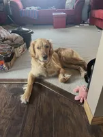 Blue - Male, a male Golden Retriever for sale in Savage, MN – 4 of 6