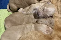 Purple - Female, a female Golden Retriever for sale in Savage, MN – 5 of 6