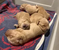 Green - Female, a female Golden Retriever for sale in Savage, MN – 6 of 6