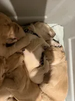Pink - Female, a female Golden Retriever for sale in Savage, MN – 6 of 7