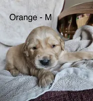 Orange - Male, a male Golden Retriever for sale in Savage, MN – 1 of 6