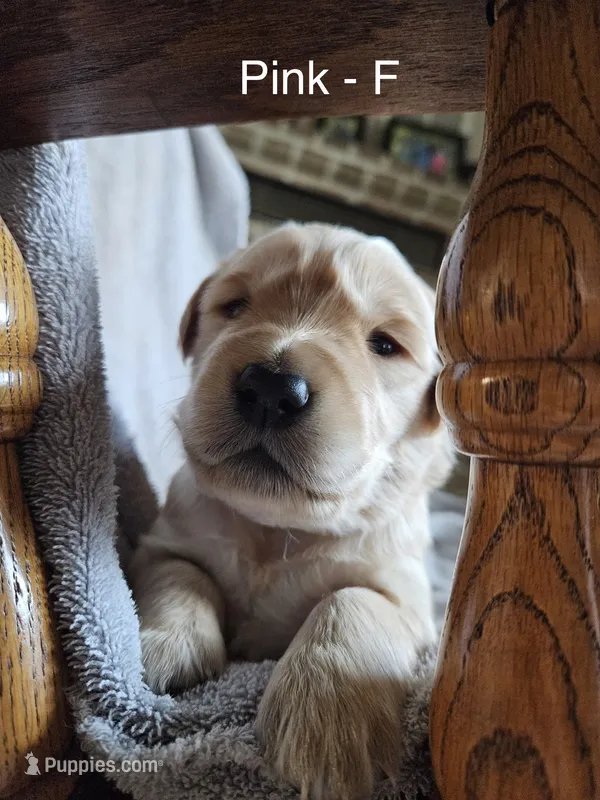 Pink - Female – Golden Retriever puppy for sale in Savage, MN