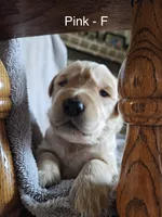 Pink - Female, a female Golden Retriever for sale in Savage, MN – 1 of 7
