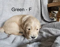 Green - Female, a female Golden Retriever for sale in Savage, MN – 1 of 6