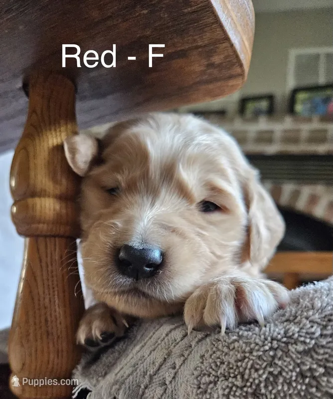 Red - Female, a female Golden Retriever for sale in Savage, MN – 1 of 6