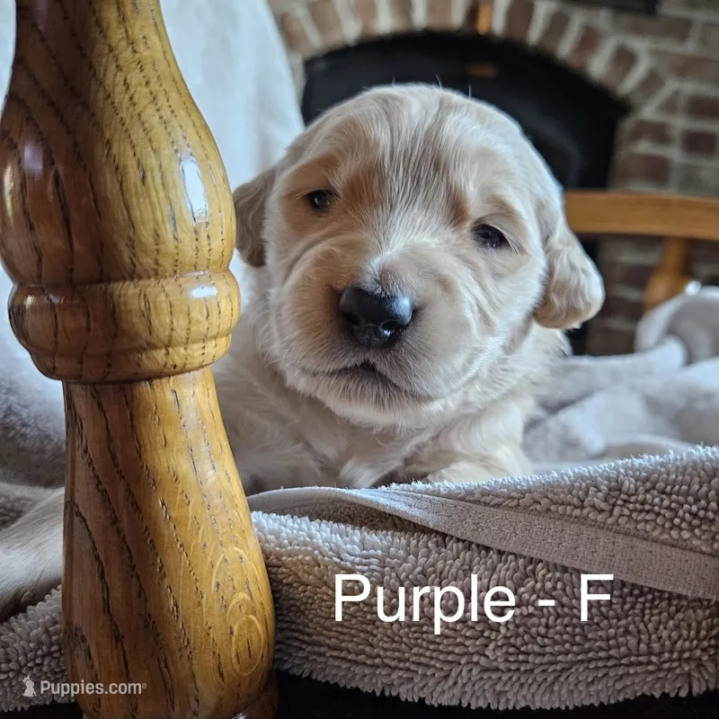 Purple - Female – Golden Retriever puppy for sale in Savage, MN