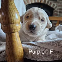 Purple - Female, a female Golden Retriever for sale in Savage, MN – 1 of 6
