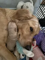 Red - Female, a female Golden Retriever for sale in Savage, MN – 5 of 6