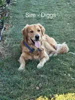 Purple - Female, a female Golden Retriever for sale in Savage, MN – 2 of 6