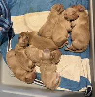 Pink - Female, a female Golden Retriever for sale in Savage, MN – 7 of 7