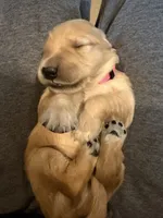 Pink - Female, a female Golden Retriever for sale in Savage, MN – 5 of 7