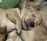 Red - Female, a female Golden Retriever for sale in Savage, MN – 2 of 6