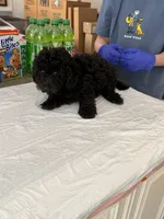 Mickey, a male Poodle - Toy  for sale in Agoura Hills, CA – 2 of 2