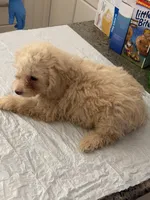 Ike, a male Poodle - Toy  for sale in Agoura Hills, CA – 2 of 2