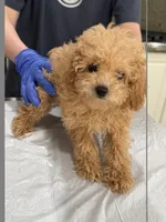 Tiny 3 lbs (Male), a male Poodle - Toy  for sale in Agoura Hills, CA – 2 of 3