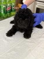 Mickey, a male Poodle - Toy  for sale in Agoura Hills, CA – 1 of 2