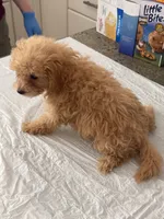 Peanut, a female Poodle - Toy  for sale in Agoura Hills, CA – 2 of 2