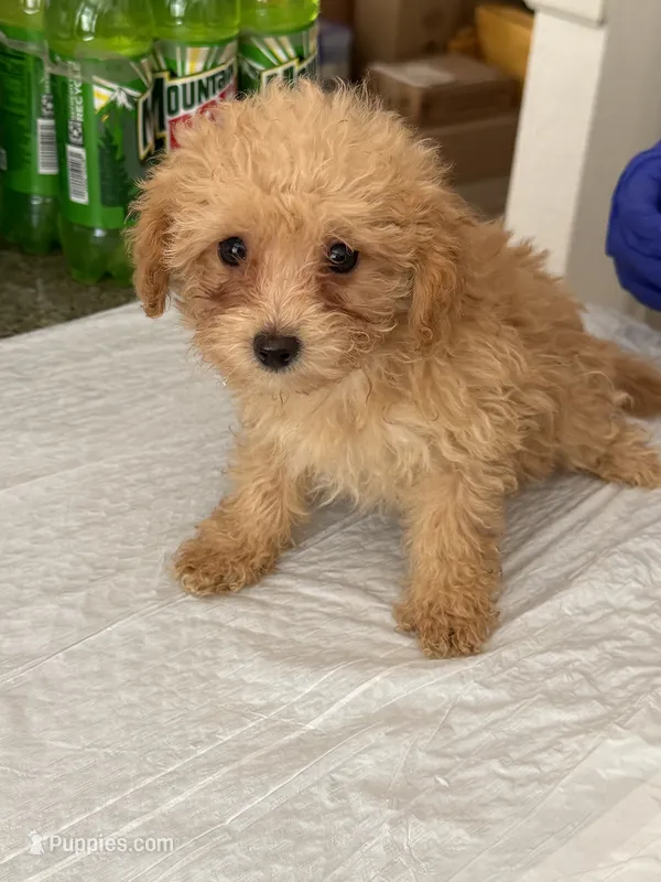 Peanut – Poodle - Toy  puppy for sale in Agoura Hills, CA