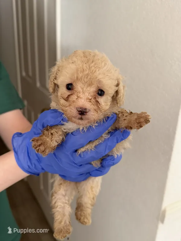 Iggy – Poodle - Toy  puppy for sale in Agoura Hills, CA