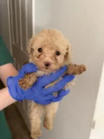 Iggy, a male Poodle - Toy  for sale in Agoura Hills, CA – 1 of 1