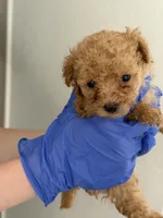 Peaches, a female Poodle - Toy  for sale in Agoura Hills, CA – 1 of 1