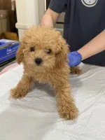 Tiny 3 lbs (Male), a male Poodle - Toy  for sale in Agoura Hills, CA – 1 of 3