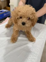Tiny 3 lbs (Male), a male Poodle - Toy  for sale in Agoura Hills, CA – 3 of 3