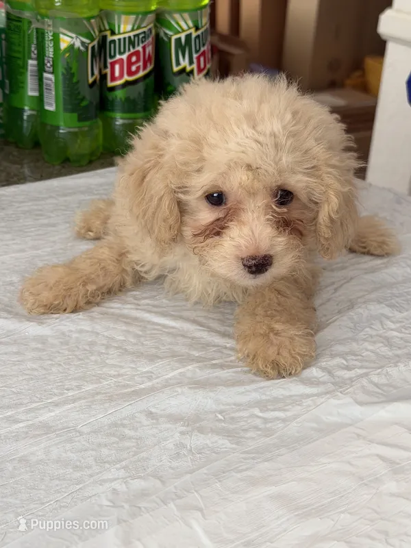 Ike – Poodle - Toy  puppy for sale in Agoura Hills, CA