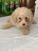 Ike, a male Poodle - Toy  for sale in Agoura Hills, CA – 1 of 2