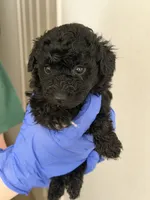 Max, a male Poodle - Toy  for sale in Agoura Hills, CA – 1 of 1