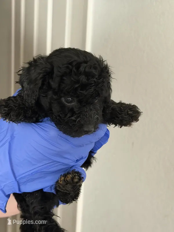 Mickey – Poodle - Toy  puppy for sale in Agoura Hills, CA