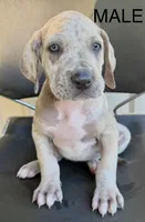 Waylon, a male Great Dane for sale in Marquez, TX – Photo 2 of 4