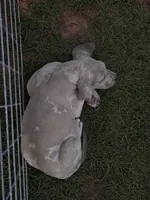 Waylon, a male Great Dane for sale in Marquez, TX – Photo 4 of 4