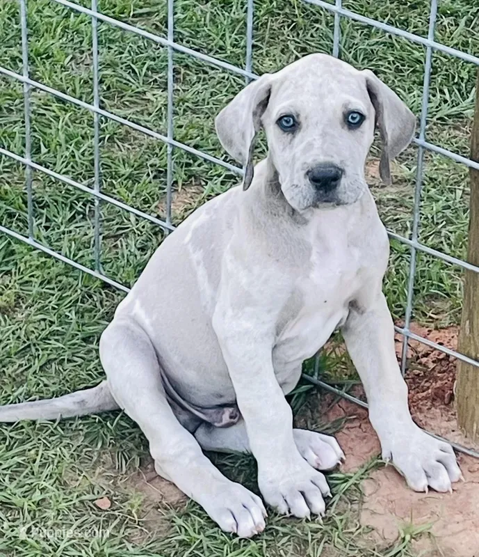 Waylon – Great Dane puppy for sale in Marquez, TX