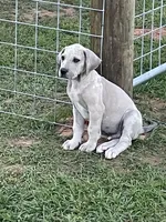 Waylon, a male Great Dane for sale in Marquez, TX – Photo 3 of 4