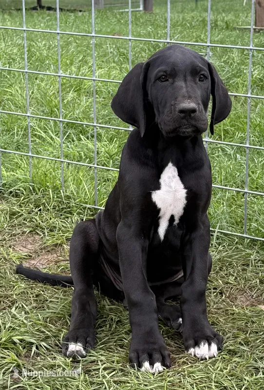 Patsy – Great Dane puppy for sale in Marquez, TX